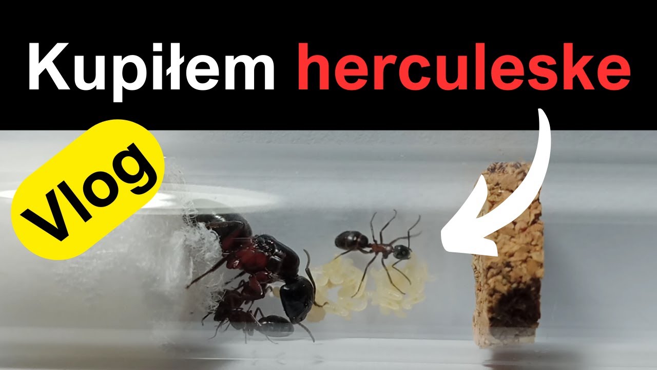 🔥 Nowa Mr&oacute;wka w Mojej Kolekcji! Camponotus herculeanus  🐜