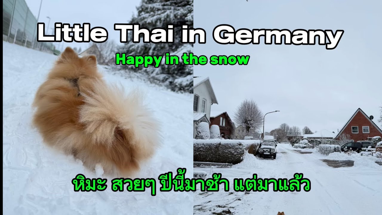 หิมะ สวยๆ ปีนี้มาช้า แต่มาแล้ว | Little Thai in Germany 