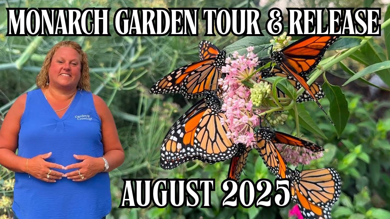 Raising Monarch Butterflies in our Butterfly House -  July 2025