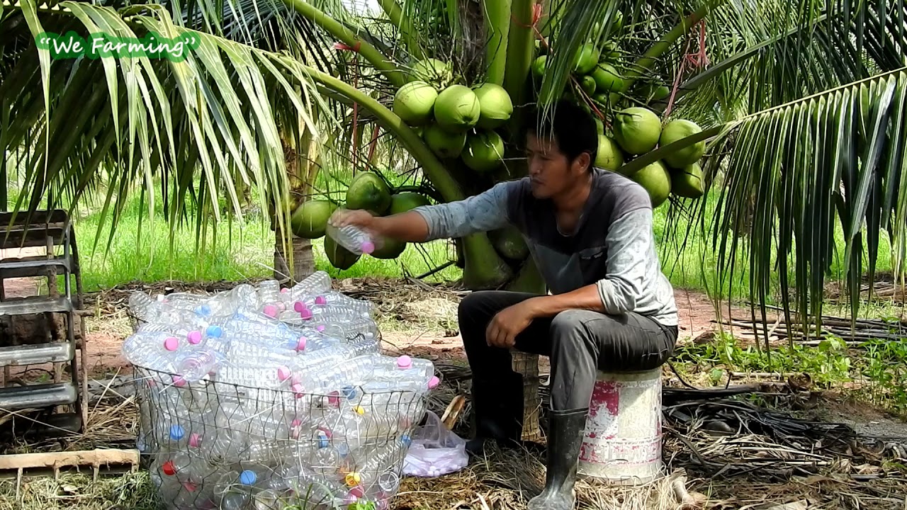 How to Protect Coconut From Beetle Destroy To Get More Fruit