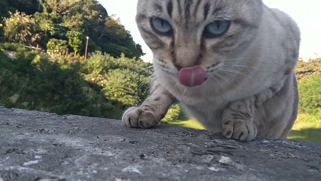 もぐもぐママシャム