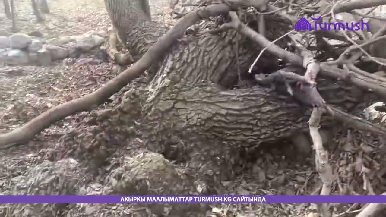 Кадамжайдагы айылда 400 жылдан бери түшүм берип келе жаткан жаңгак өсөт