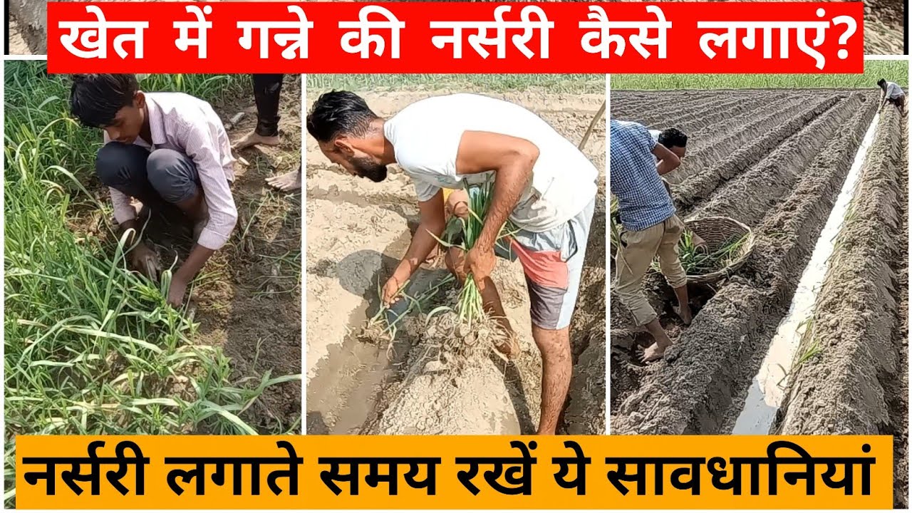 खेत में गन्ने की नर्सरी कैसे लगाएं और नर्सरी लगाते समय रखें ये सावधानियां