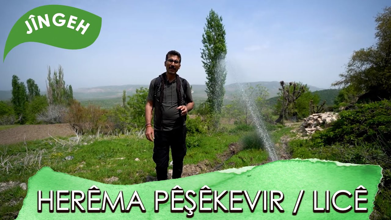 JINGEH / HERÊMA PÊŞÊKEVIR - LICÊ