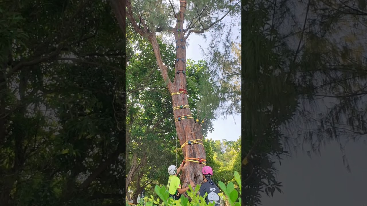 速度攀爬 speed climb / 2020 攀樹錦標賽 /twtcc/