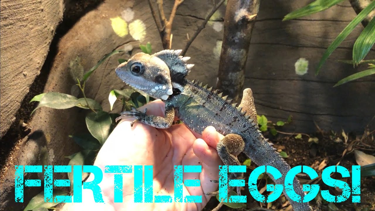 FINALLY! Some Fertile Boyds Forest Dragon Eggs!