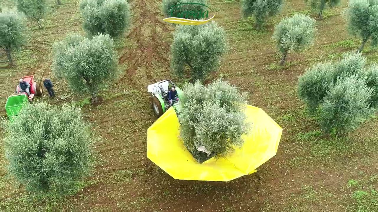 1-  La raccolta delle olive - Olio Extravergine Griseta