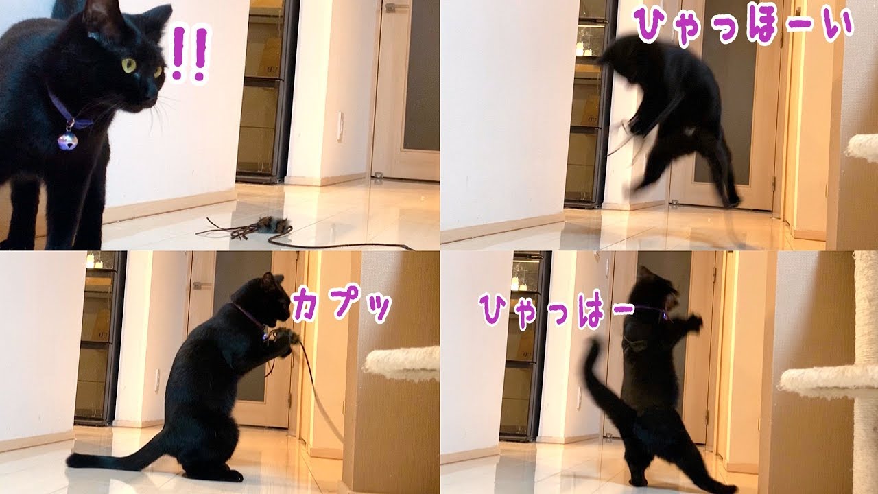 ナナ大興奮！1人でオモチャに大喜びするナナが愛おし過ぎ