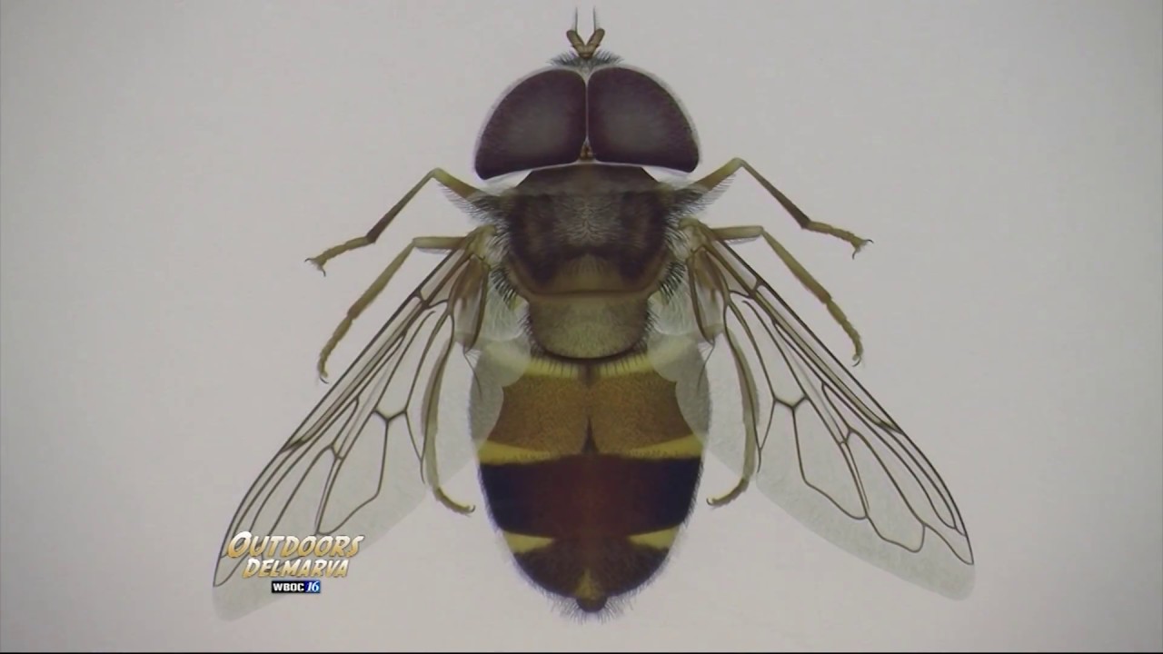 Scientific Illustration:  Artistry in the Age of Science