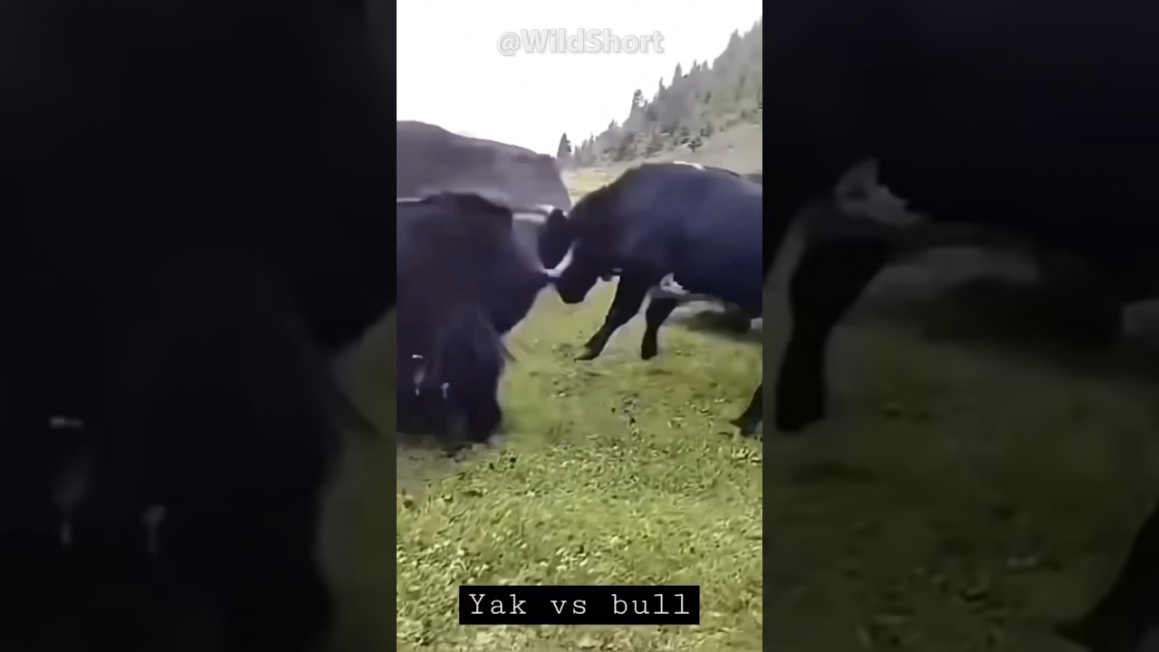 Yak vs Bull | The biggest and most aggressive bull in the world! #yak #bull #fighting