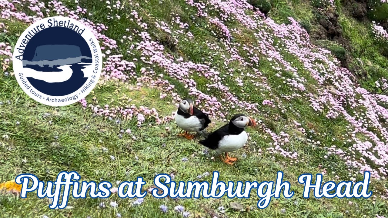 Puffins at Sumburgh Head