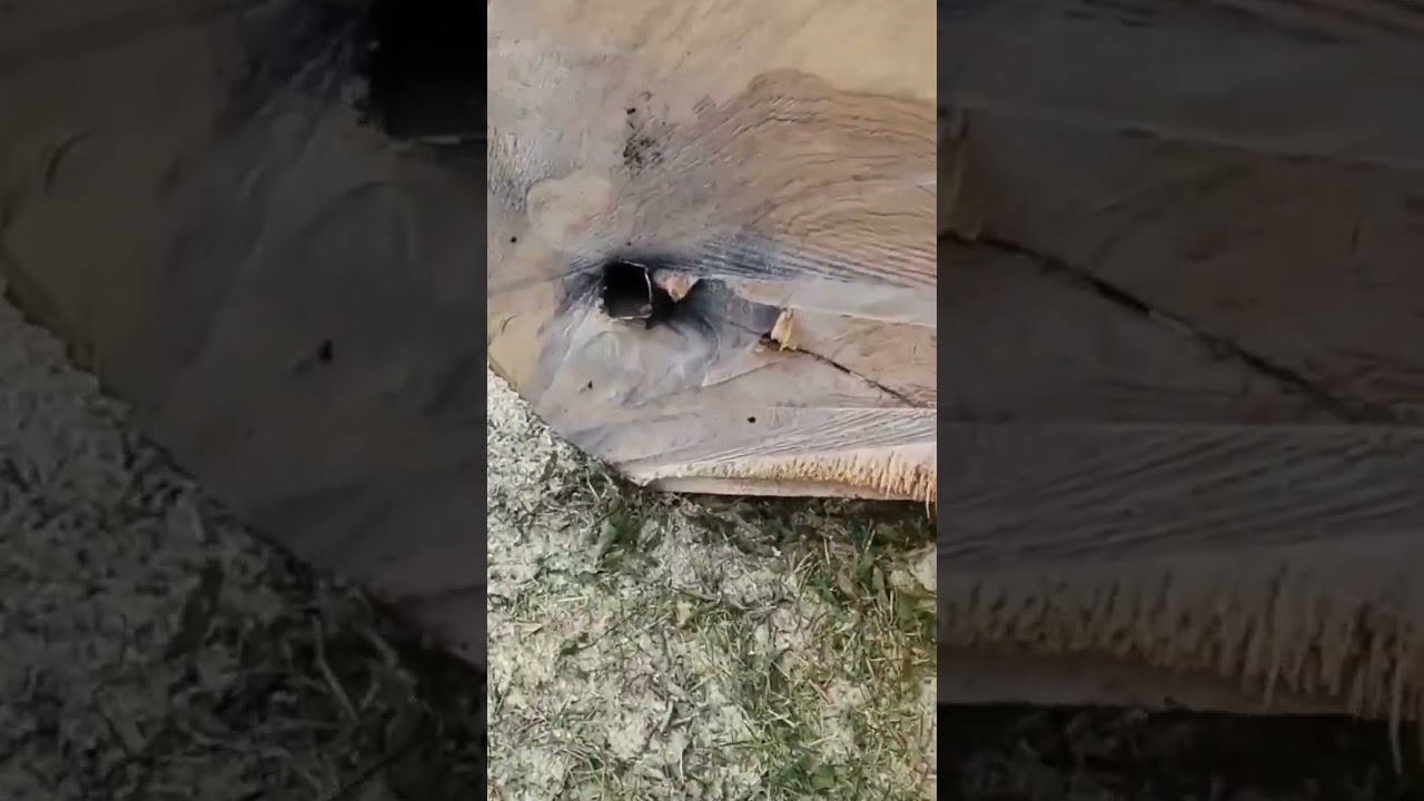 Modern Logging Technology; Harvest Head in Action