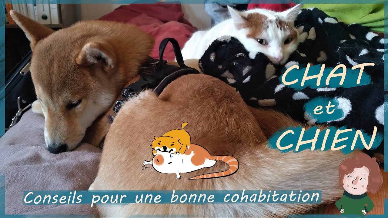 Faire cohabiter chat et chien : impossible ?