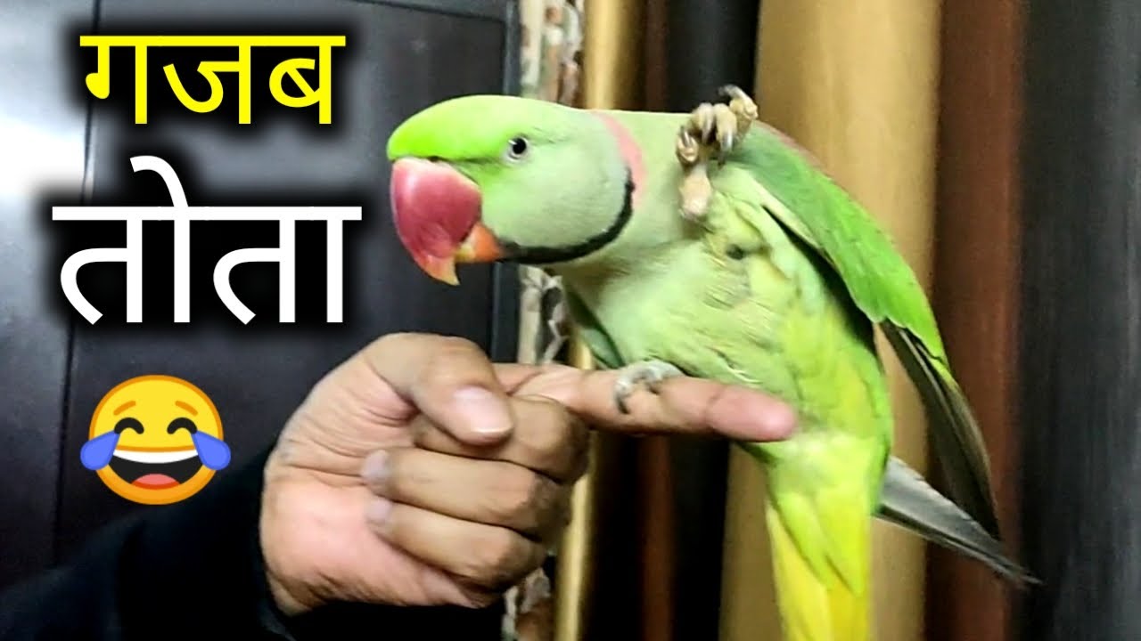 Pablo Parrot talking & Singing like humans - तोता इंसानों की तरह बोलता है