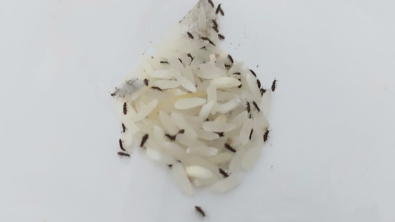 🥵 CÓMO ACABAR❓️ CON LOS GORGOJOS🪳 LOS INSECTOS DE LA DESPENSA 🚪 // BEATRIZ COCINA