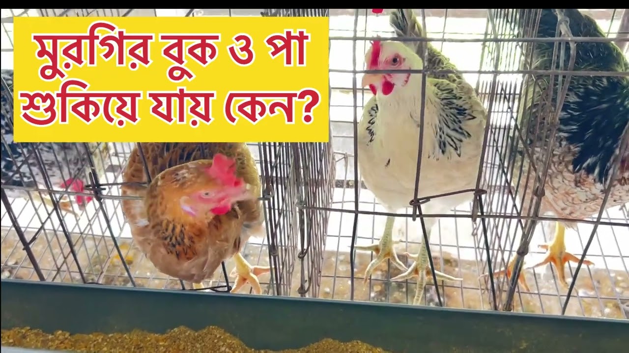 মুরগির পা ও বুক শুকিয়ে যায় কেন? প্রতিকার কি?