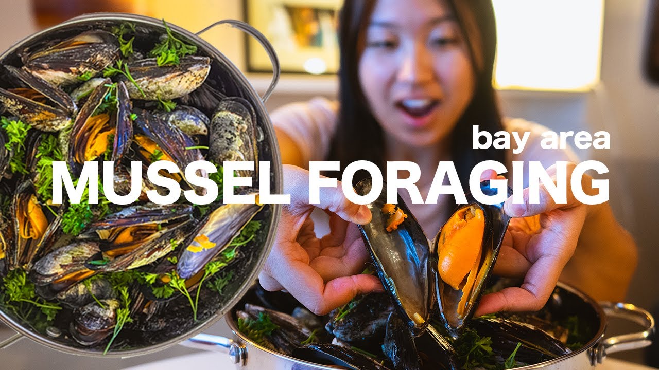 Coastal Foraging Giant Mussels 🌊 Bay Area🍴Catch & Cook