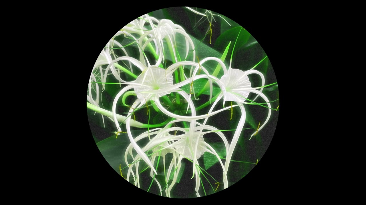 C&eacute;il&iacute; - Back Once Again [HIGHER002]
