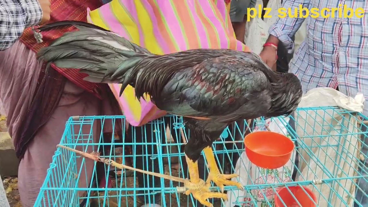 Erragadda kolla market today Sunday plz subscribe 