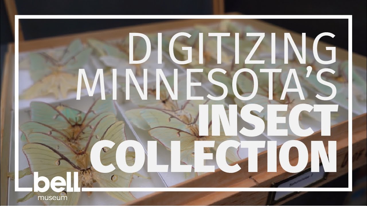 Digitizing Minnesota's Insect Collection: Robin Thomson