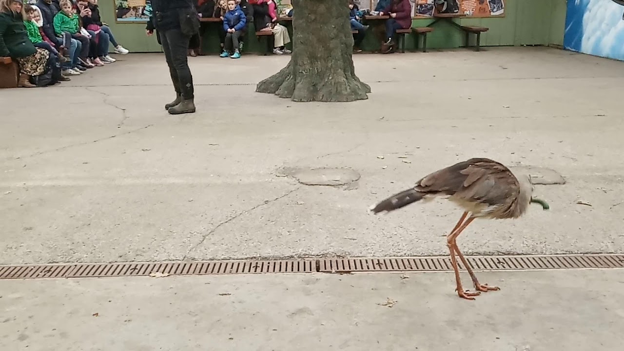 Knowsley Safari Park - Bird Show