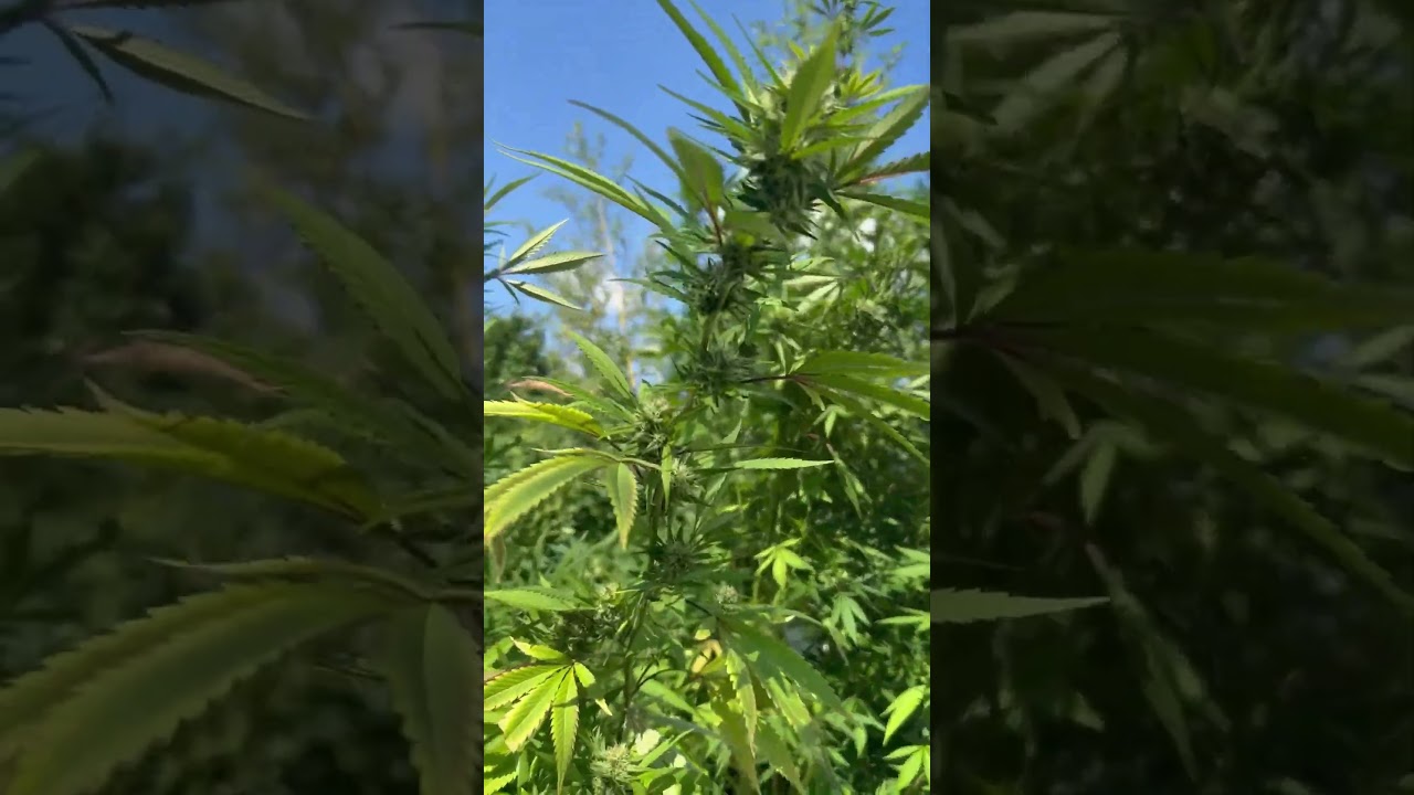 NYC Garden Update 🌱 Sticky Buds Loading Heavy