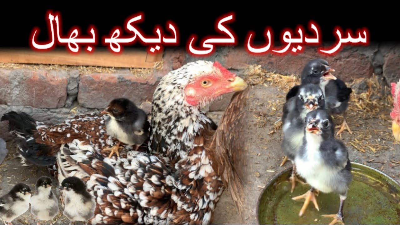Aseel Chicks Care in Winter - Aseel Chuzon ki dekhbhal