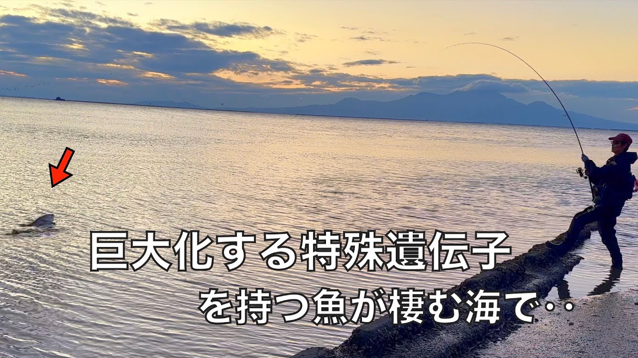 巨大魚の聖地と呼ばれた海で、ランカーシーバスを釣り上げるまでの記録映像