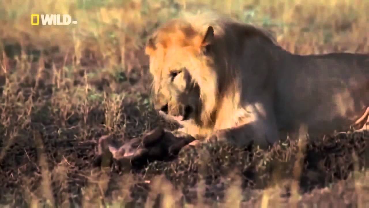 Male African Lion vs Hyenas Lions kill 4 Hyena Cubs