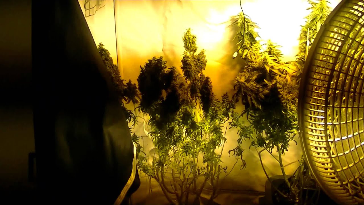 Soil vs Aero 400 watts 11 Weeks Flowering.MTS