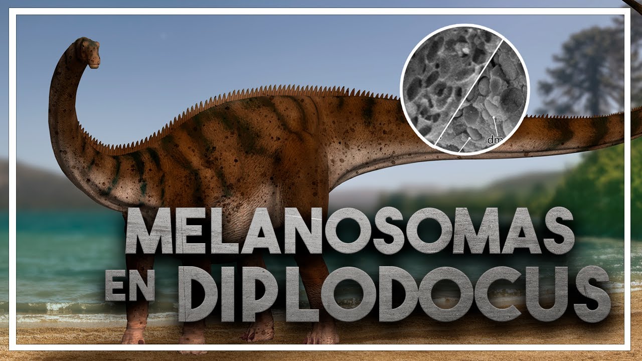 ¿Qué COLOR tenían los DINOSAURIOS? 🦕 Hallados MELANOSOMAS en DIPLODOCUS