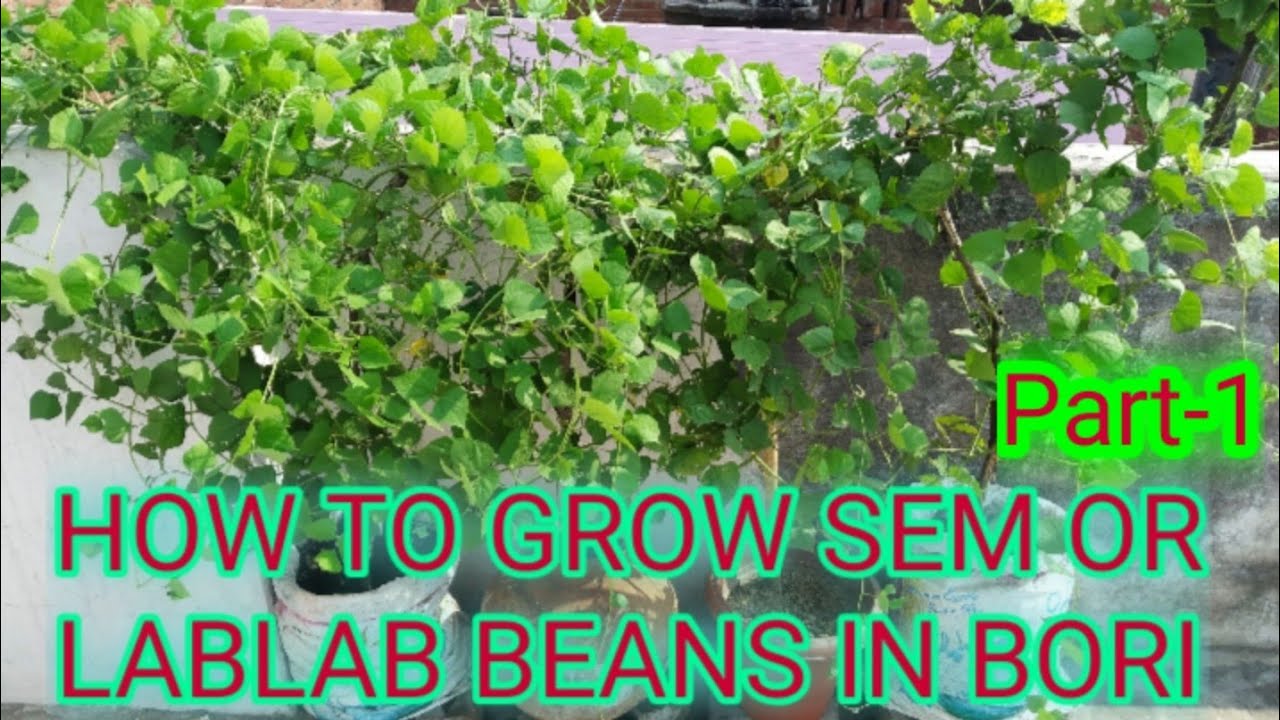 HOW TO GROW LABLAB BEANS OR SEM.