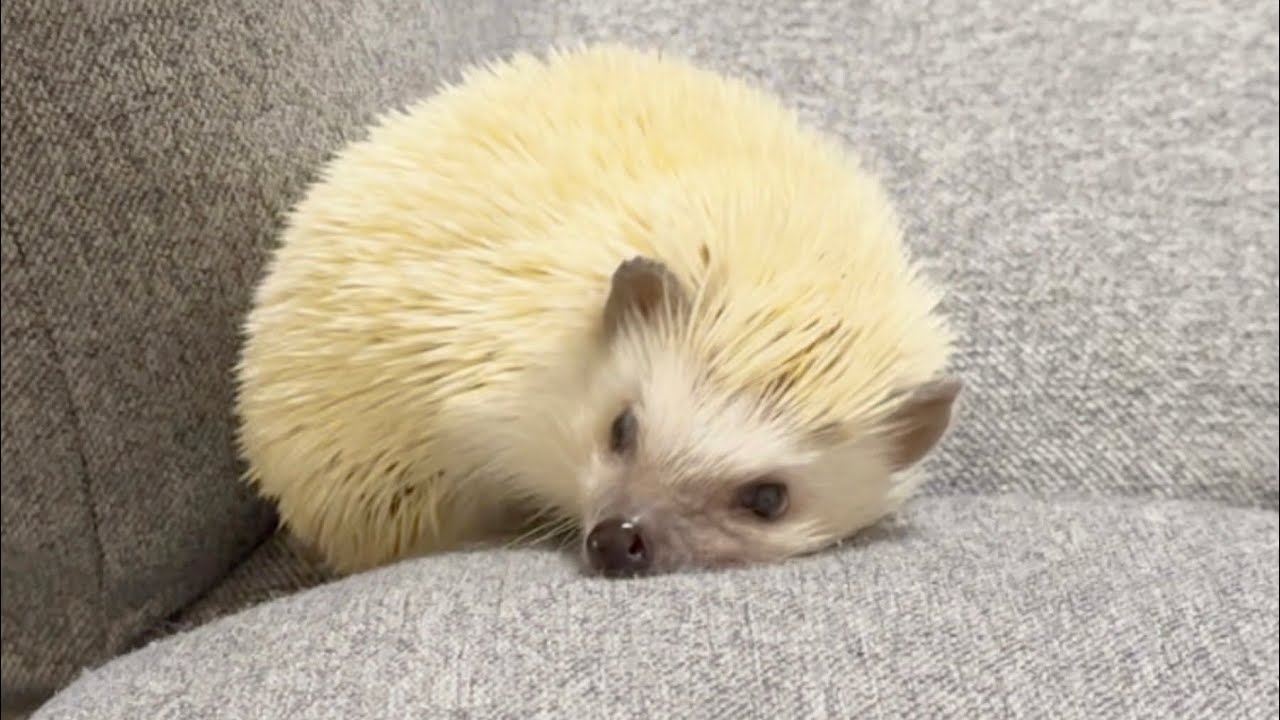 ハリネズミ姉さんの特訓Special Training by Hedgehog Sister 
