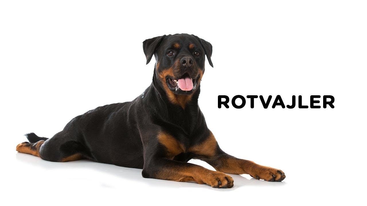Rotvajler - Atlas plemen - Tlapka TV