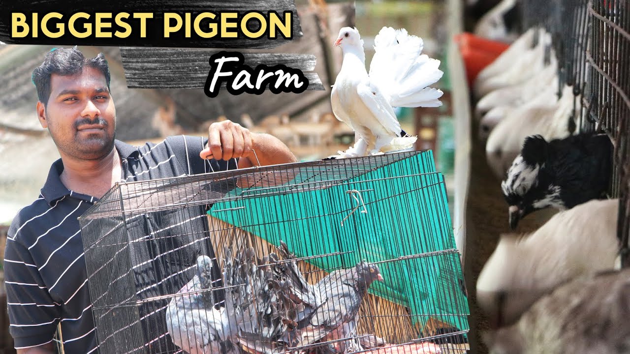 BIGGEST PIGEON FARM🕊  | MOST BEAUTIFUL PIGEON COLLECTION - SALEM KARTHI FARM🐓