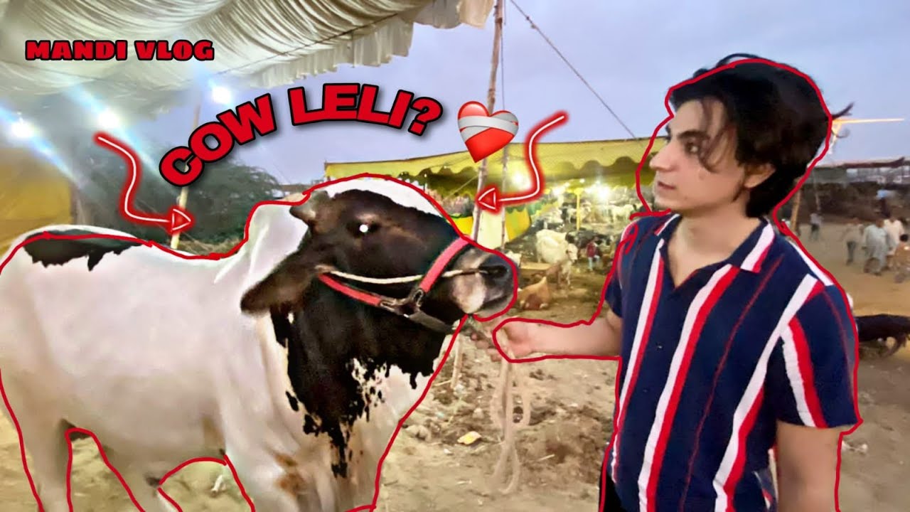Karachi cow mandi 😍| apni cow khareedli?| qurbani vlog | bakra eid special 🐂❤️