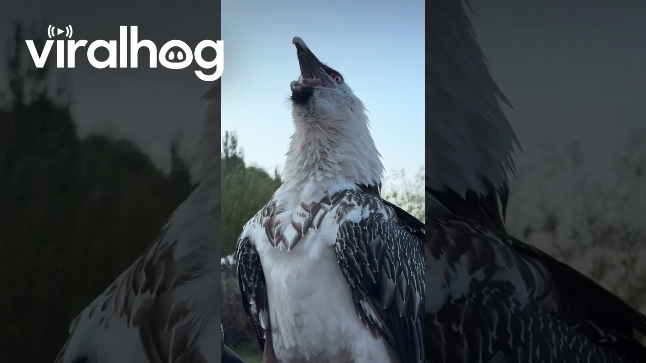 Bearded Vulture Swallows a Big Bone || ViralHog