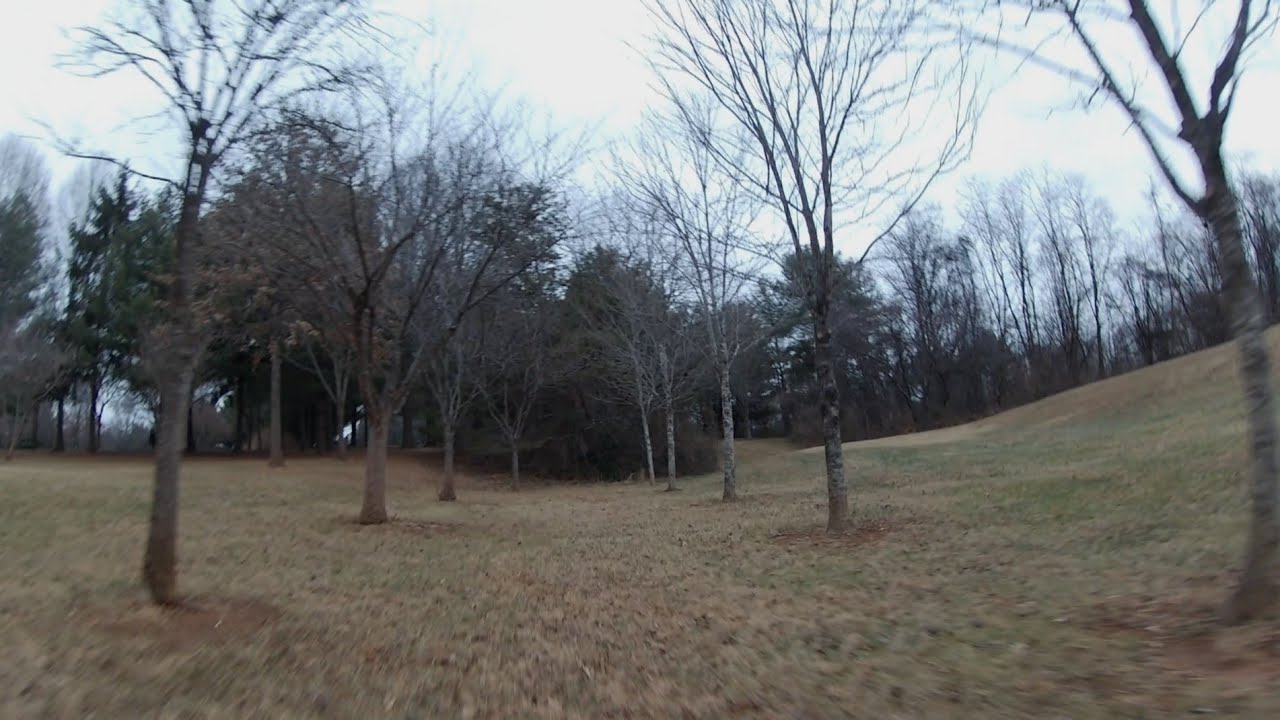 Twisting In The Trees