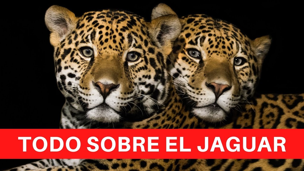 🌿 🐯  JAGUAR 🐯 🌿  El Felino MÁS GRANDE y FUERTE de AMÉRICA ⛔️   PELIGROS GRANDES FELINOS