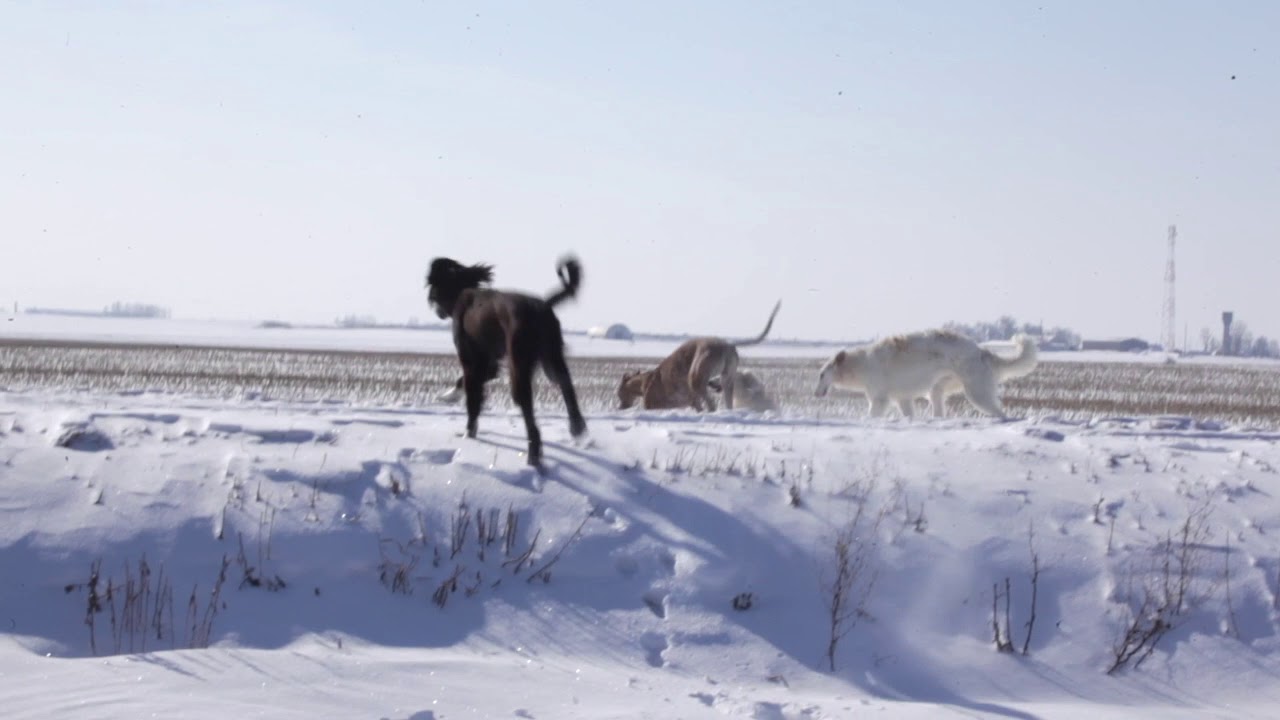 sighthounds: borzoi, taigan, saluki