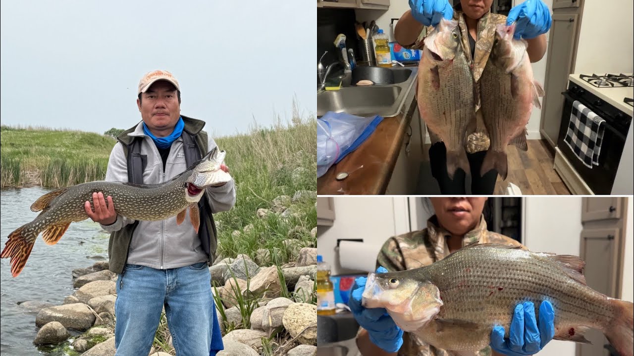 Round 2 nuv ntses North Dakota June 2025 || Devils Lake || Whitebass Fishing