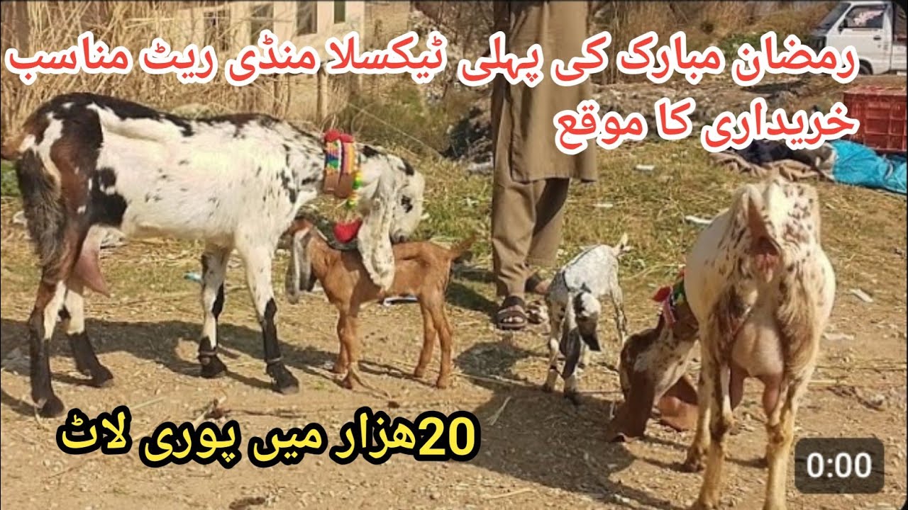 Ramadan Mubarak Taxila Bakra Mandi latest update #breeder #goats Makhicheena Bakyr Qurbani2026 Usama