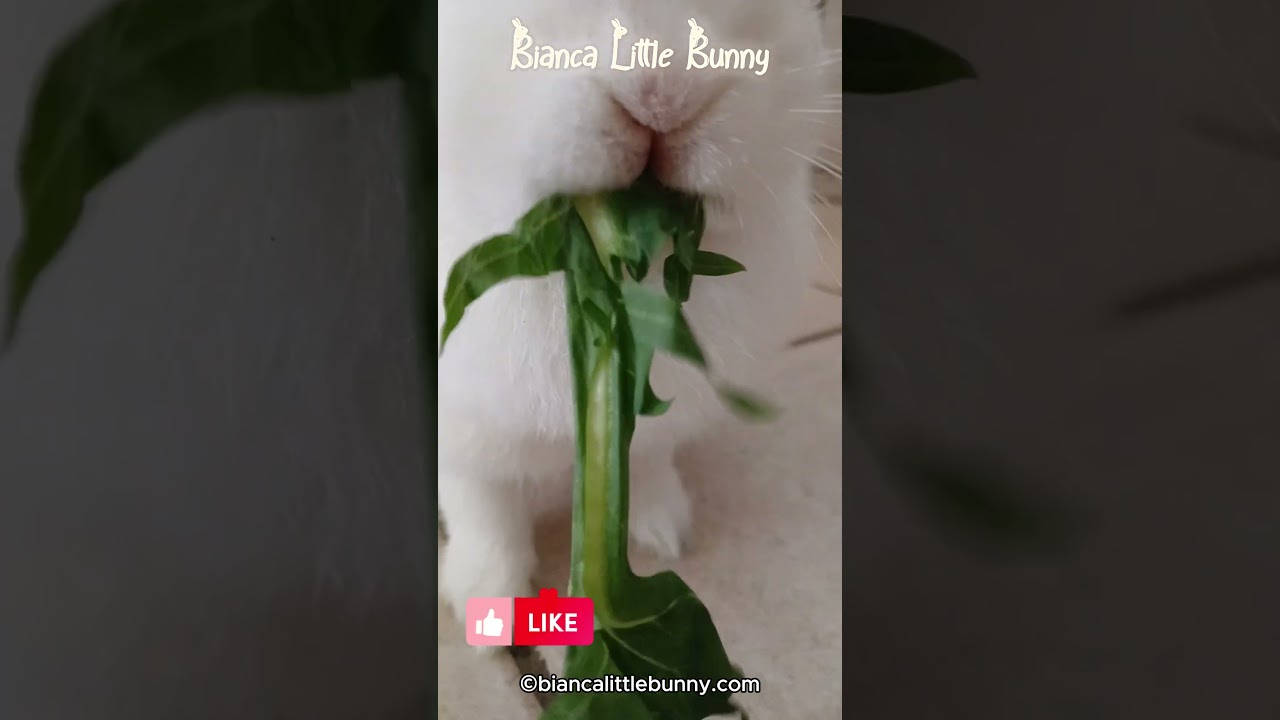Coniglietto Nano Bianca si Gusta le Sue Verdure 🥦🐰😍