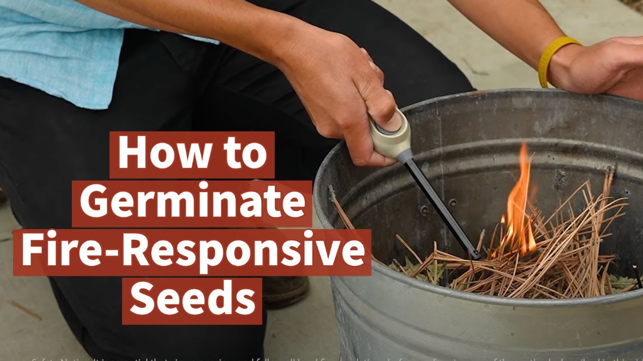 How to Germinate Fire-Responsive Seeds