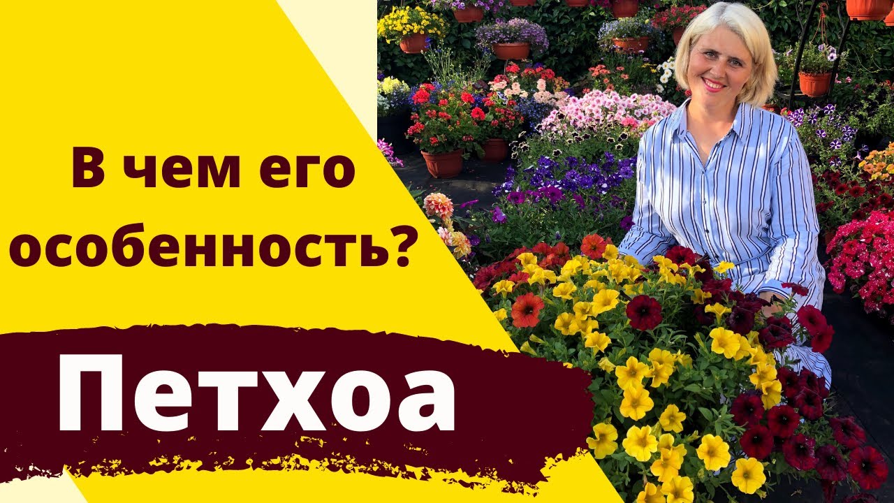 Петхоа. Есть ли отличие от петунии и при чем тут калибрахоа?!