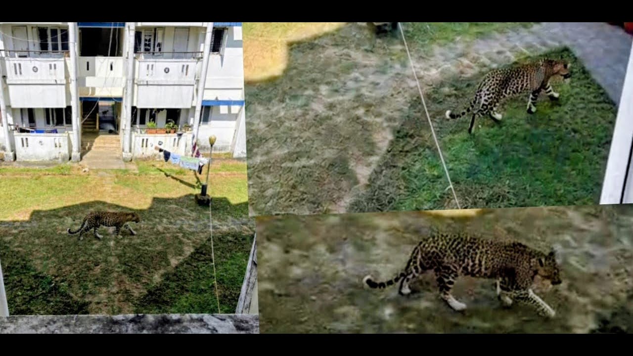 Repeated Leopard Sightings in INS Kadamba Naval Base Residential Area Raise Alarm in Karwar