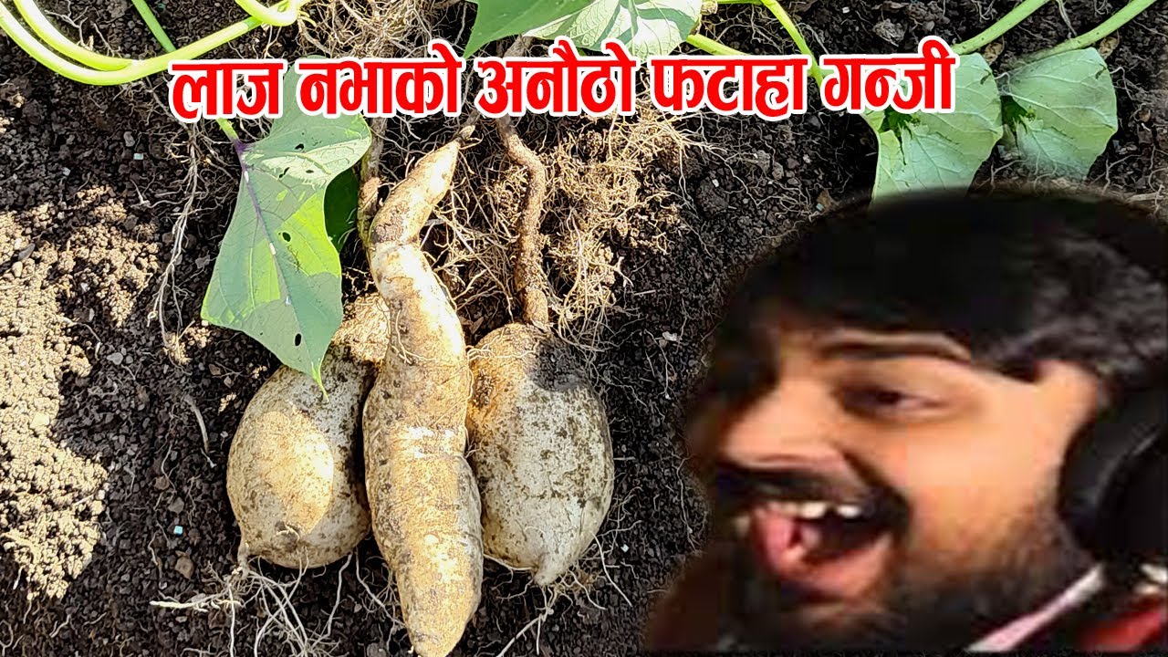 Hunapani Ustai Durustai Kausima Bhetiyo Anautho Ganji @GambeshiVlogs @Hariomokaychha