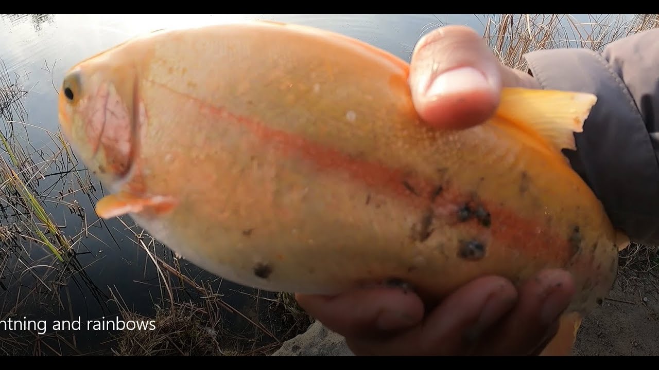 Camanche fishing for lightning and rainbow trout
