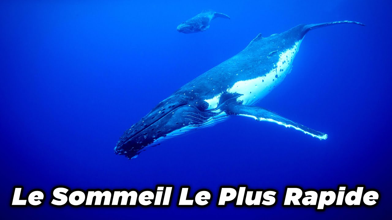 12 Heures De Sons Apaisants De Baleines Pour Dormir | Sons De Sommeil Apaisants Sous-Marins | 4K