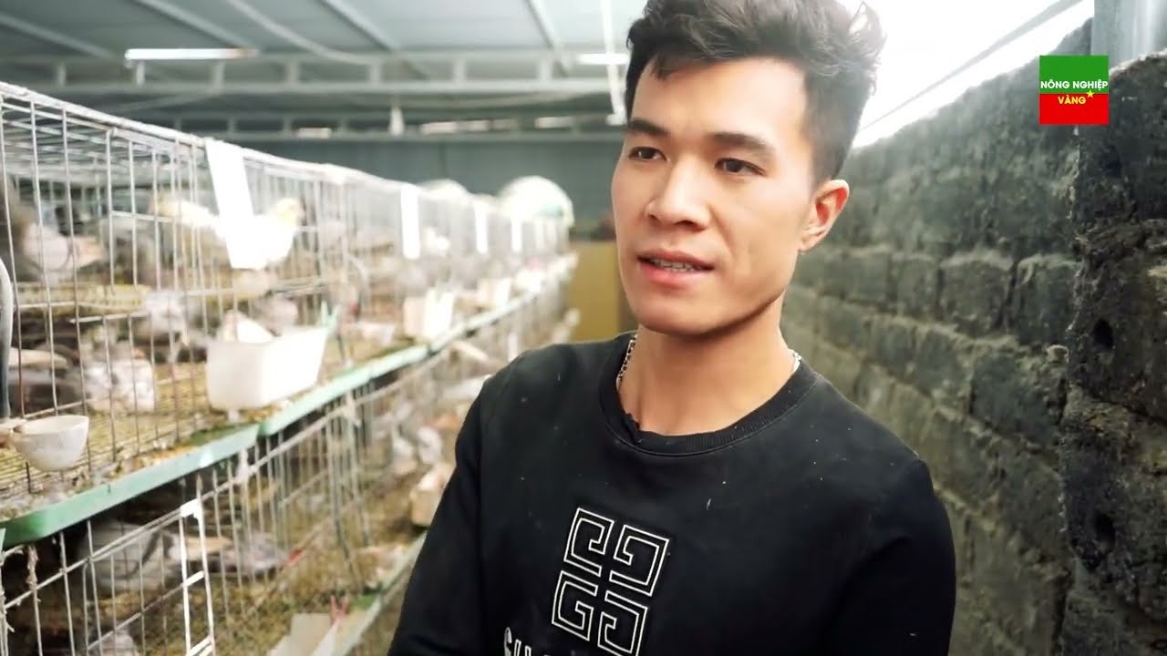 LÃI 50TR/THÁNG: Kỹ Thuật Nuôi Chim Bồ Câu Pháp Từ A-Z Tại Bắc Giang | French pigeon farming model